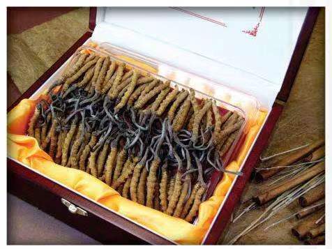 七叉镇冬虫夏草回收